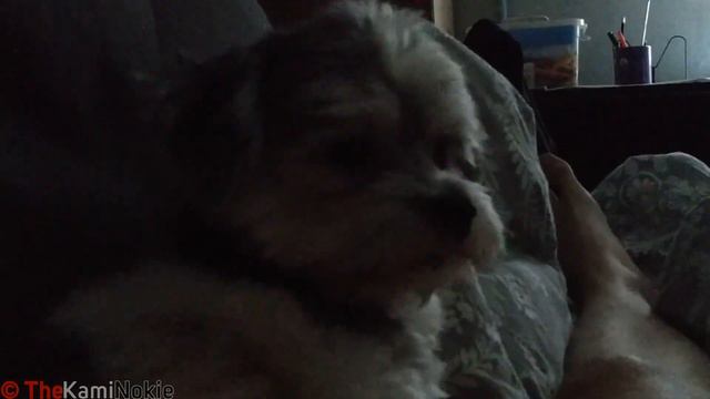 360`20 › Бивер Коржик и Каминоки | Палехский дом смотреть онлайн