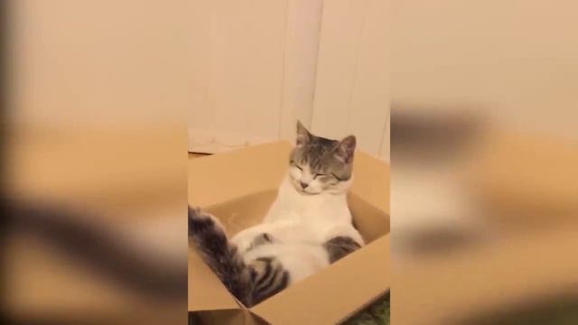 КОШКИ 2019 Смешные коты приколы с котами до слез – Смешные кошки – Funny Cats смотреть онлайн