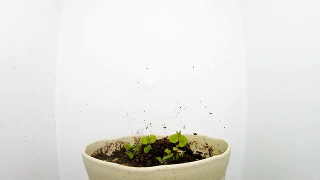 【蔓人参】ツルニンジンの発芽と成長 / Germination of Codonopsis lanceolata (Timelapse) смотреть онлайн