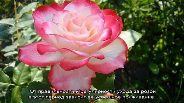 Роза Принцесса Монако (Princesse De Monaco) — характеристики сорта смотреть онлайн