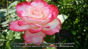 Роза Принцесса Монако (Princesse De Monaco) — характеристики сорта