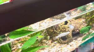 ОТОЦИНКЛЮС - УХОД, СОДЕРЖАНИЕ, РАЗВЕДЕНИЕ | АКВАРИУМНЫЕ РЫБЫ #7