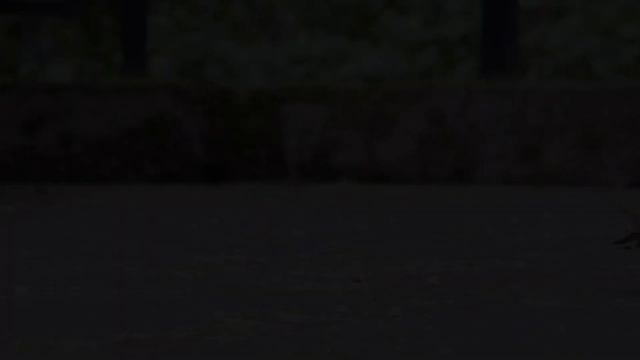 Ручные и доверчивые птицы Тисо-самшитовой рощи | Кавказский заповедник, Сочи смотреть онлайн