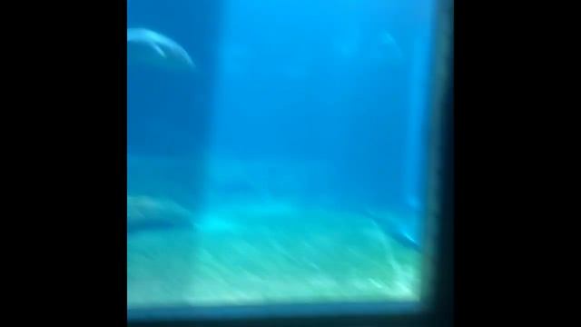 Ushaka Marine World ? Experience смотреть онлайн