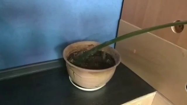 Монстера разрослась. Что делать? Обновление монтеры смотреть онлайн