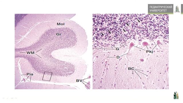 Гистология лекция 5 ЦНС