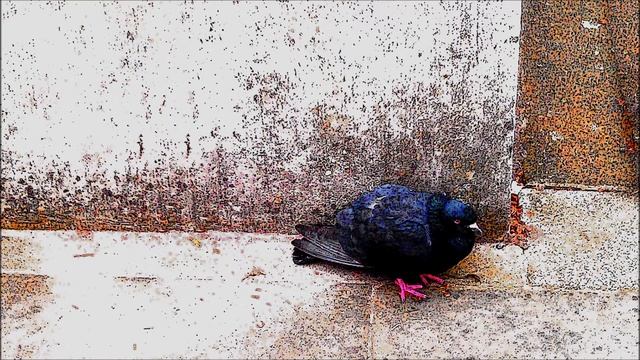 Trötsch - Hallo смотреть онлайн