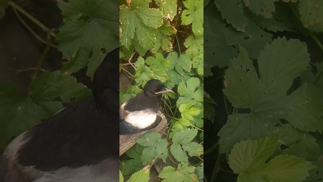 Птенец сороки попал в беду.#forty#førti смотреть онлайн