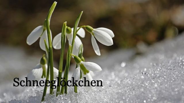 Schneeglöckchen / Joseph von Eichendorff смотреть онлайн
