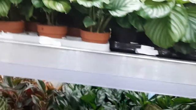 Калатеи смотреть онлайн