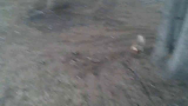 Белка запрыгнула на голову во время съемки смотреть онлайн