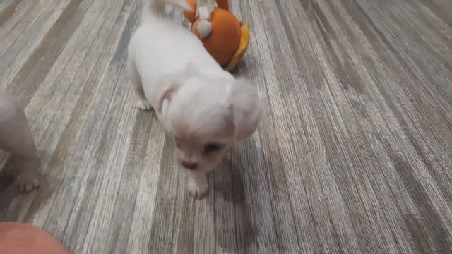 малыши чихуахуа Кастропуло Крым Симферополь ПРОДАЮТСЯ+79787458062 питомник собак в Крыму смотреть онлайн