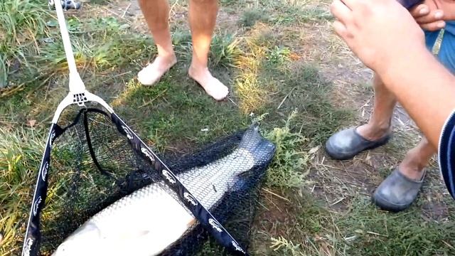 Белый Амур весом 9,9 кг.