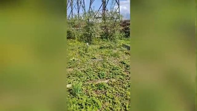 Участок, Антоновка-69 смотреть онлайн