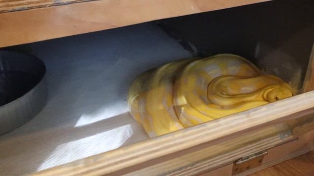 Tap/Hook Training demo With A Reticulated Python смотреть онлайн