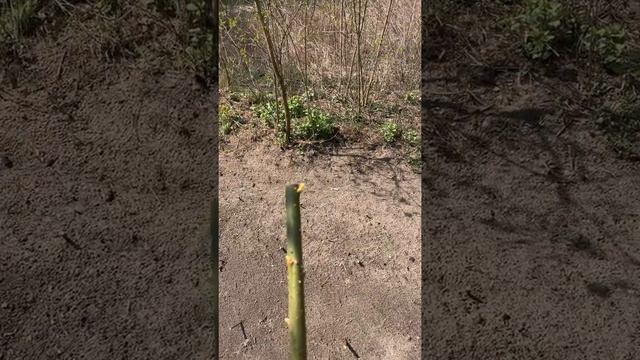 Энергетическая Верба. Посадка по ленивому смотреть онлайн