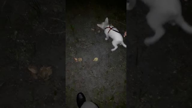 Змей. След на "асфальте". смотреть онлайн