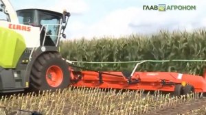 Кукуруза на силос - определяем срок уборки