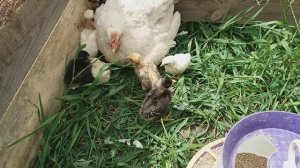 Как подсадить квочке 10 дневных цыплят! Квочки с цыплятами