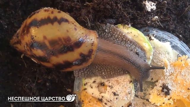 Стоит ли ЗАВОДИТЬ УЛИТКУ? Плюсы и минусы содержания улитки смотреть онлайн