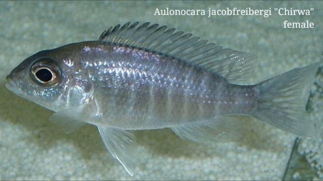 Aulonocara jacobfreibergi. Энциклопедия малавийских цихлид от "А" до "Z" смотреть онлайн