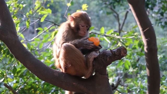 В мире животных. Обезьяна и мандарин смотреть онлайн