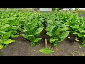 Уборка урожая Курительного  табака - сорт Ксанти.