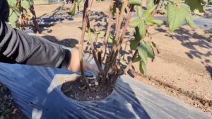 Обрезка и формирование куста ежевики!