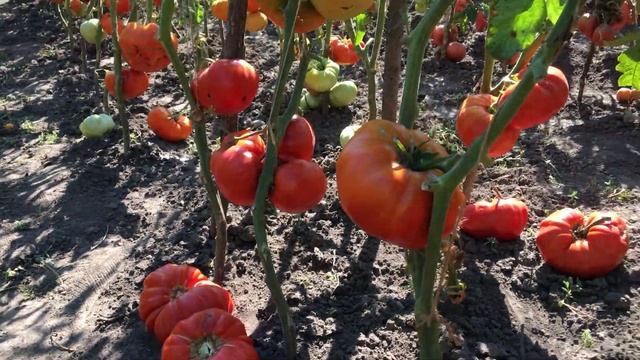 Секрет раскрыт! Как получить с куста 40 кг томатов. смотреть онлайн
