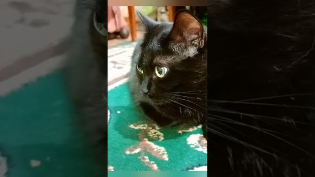 где пила? Смешная озвучка кошек. смотреть онлайн