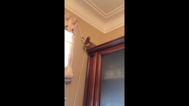 Зачем белке бусы? смотреть онлайн