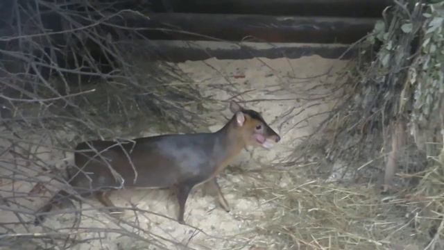 Мунтжаки (небольшие олени) в домике 18.12.2020 смотреть онлайн