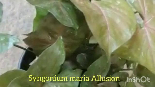 Syngonium plant varieties with Names смотреть онлайн