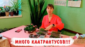КАК ВЫРАСТИТЬ МНОГО КАТАРАНТУСОВ!!! Сильные крепкие растения катарантусов в большом количестве!