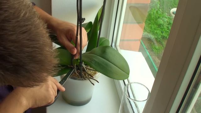 ОРХИДЕЯ ОТЦВЕЛА что делать с ЦВЕТОНОСАМИ, черенкую орхидею 2 цветоносами смотреть онлайн