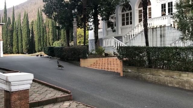 Белые скалы. Абхазия зимой. Что посмотреть в Абхазии смотреть онлайн