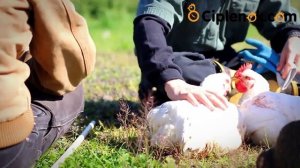 Куры породы Корниш