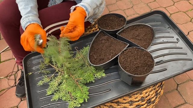 Как почеренковать кипарисовик ,можжевельник,тую смотреть онлайн