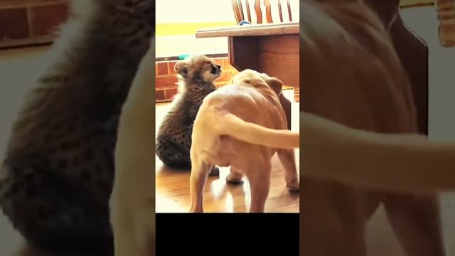 Cutest Wild Cat Breed - Wild cats #животные #wildcats #catbreeds смотреть онлайн