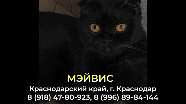 Пропала кошка ! МЭЙВИС , Краснодарский край , г. Краснодар смотреть онлайн