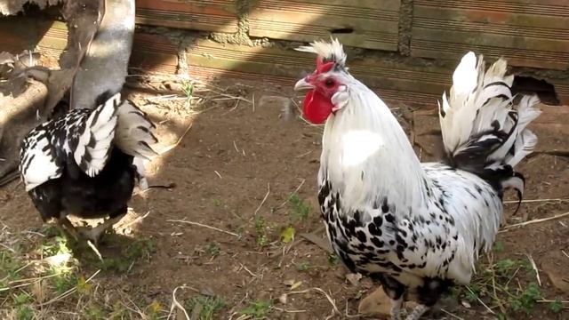 Appenzeller chickens смотреть онлайн