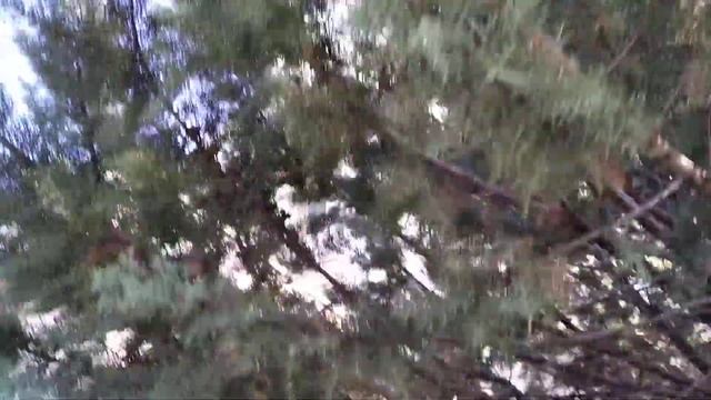 Кипарис аризонский в Симферополе смотреть онлайн