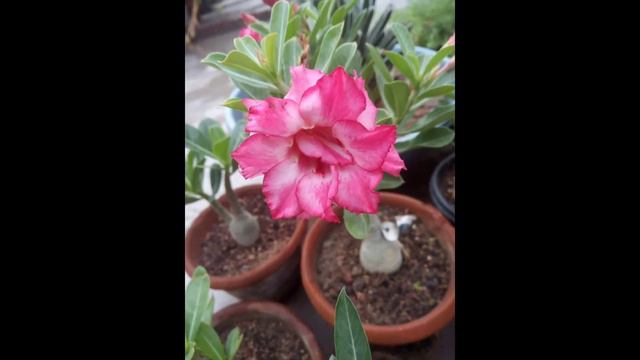 My adenium flowers collection // Gardening смотреть онлайн