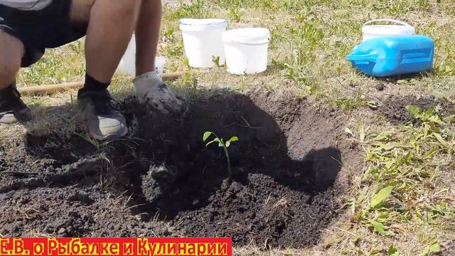 Как правильно посадить саженец ГРЕЦКОГО ОРЕХА. Сажаем ГРЕЦКИЙ ОРЕХ у себя на участке. смотреть онлайн