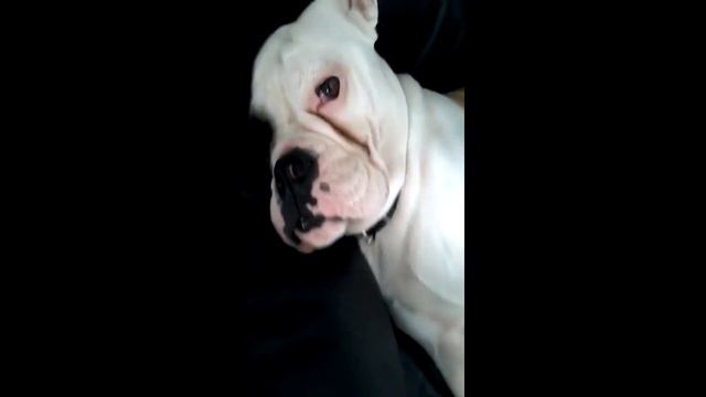 Snoring bulldog will definitely brighten your day! смотреть онлайн