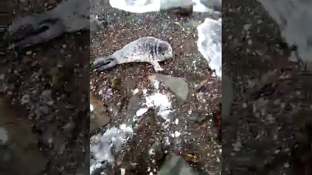 Жители Томари встретили на пляже детеныша нерпы смотреть онлайн