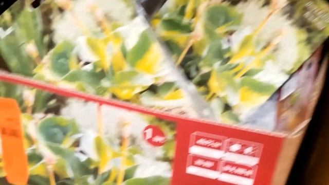 ОБИ Мега Белая Дача. Цветы. Ландшафтный дизайн. смотреть онлайн