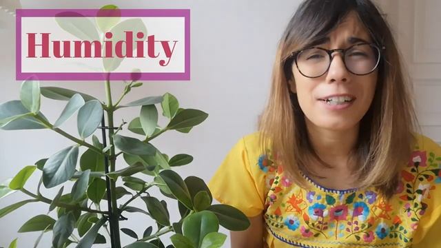 Clusia Rosea Care - Autograph Tree