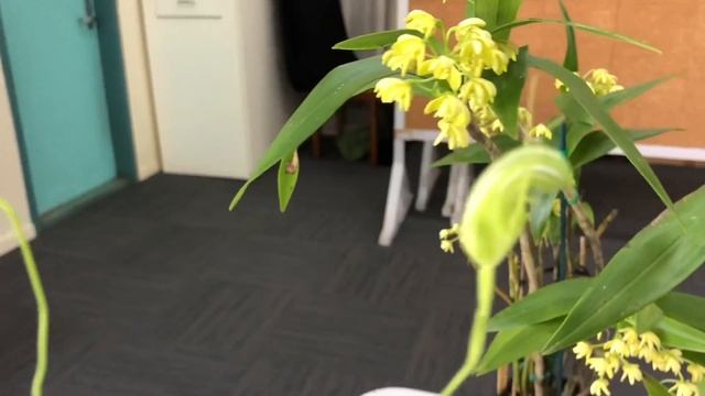 Клуб любителей Орхидей Август 2021 смотреть онлайн