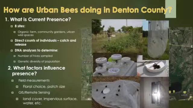 Conservation of North Texas Bumble Bees by Jessica Beckham смотреть онлайн